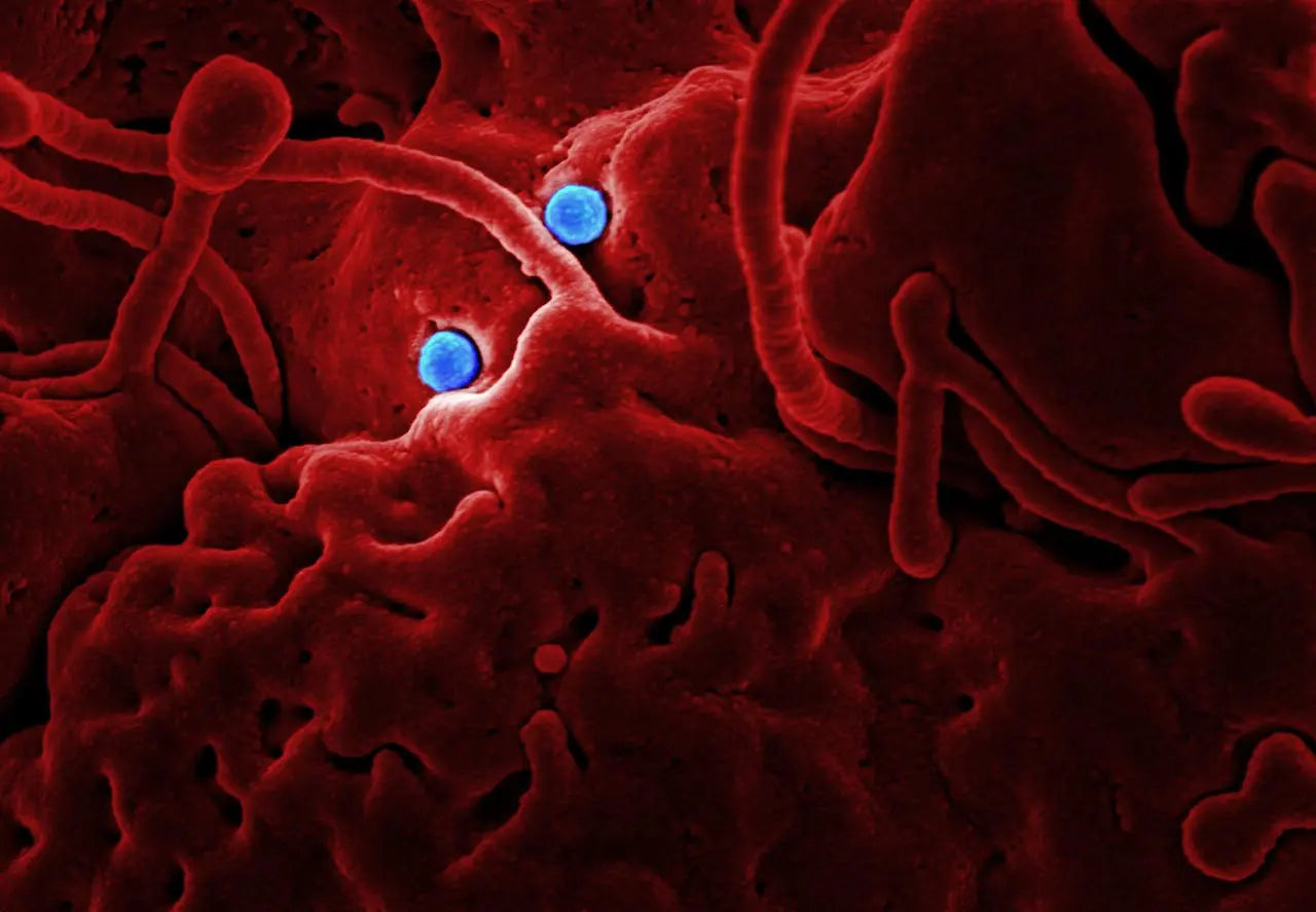 Karu TI, Tiphlova O, Esenaliev R, Letokhov V: Two different mechanisms of low‐intensity laser photobiological effects